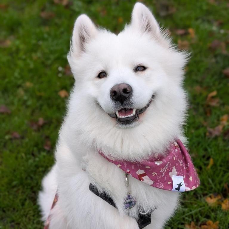 Adjustable bandana