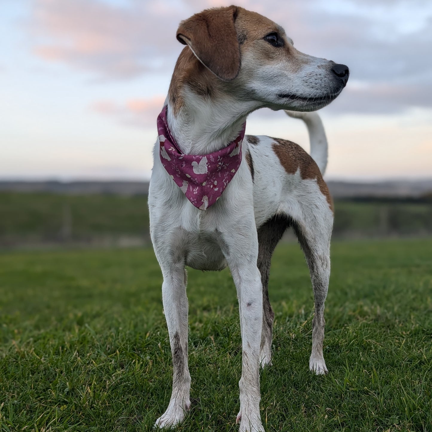 Adjustable bandana