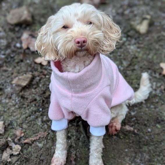 Custom - Made to your dog's measurements